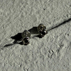 Silver Earrings "Coral Grain"
