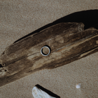 A single, hand-forged, 24k platinum ring with a textured surface, displayed on a wooden background.