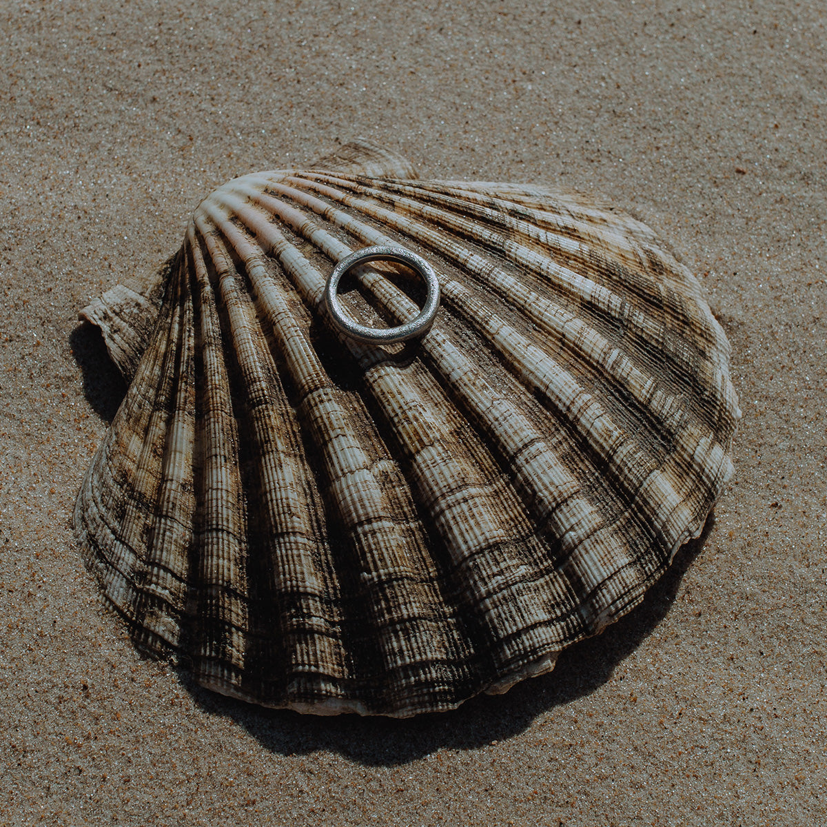 Seashell with a ring on a sandy surface