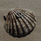 Seashell with a ring on a sandy surface